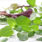 Minted Greens