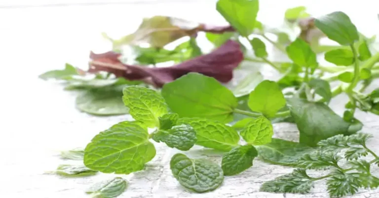 Minted Greens