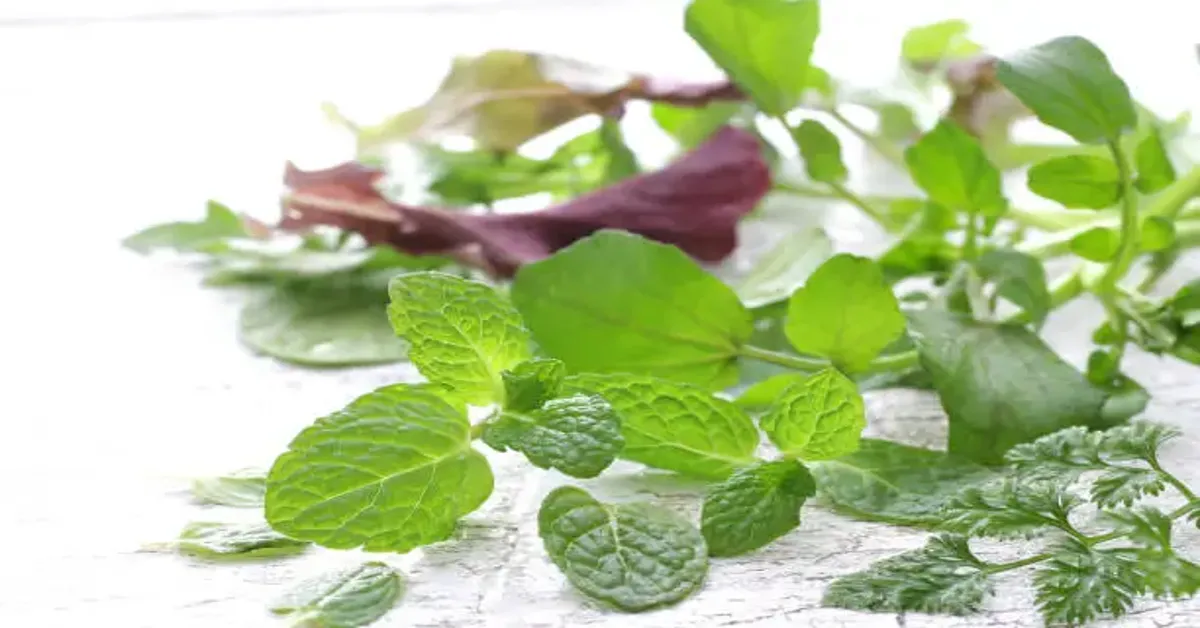 Minted Greens