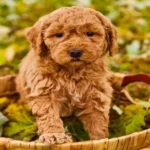 Cavapoo Puppies
