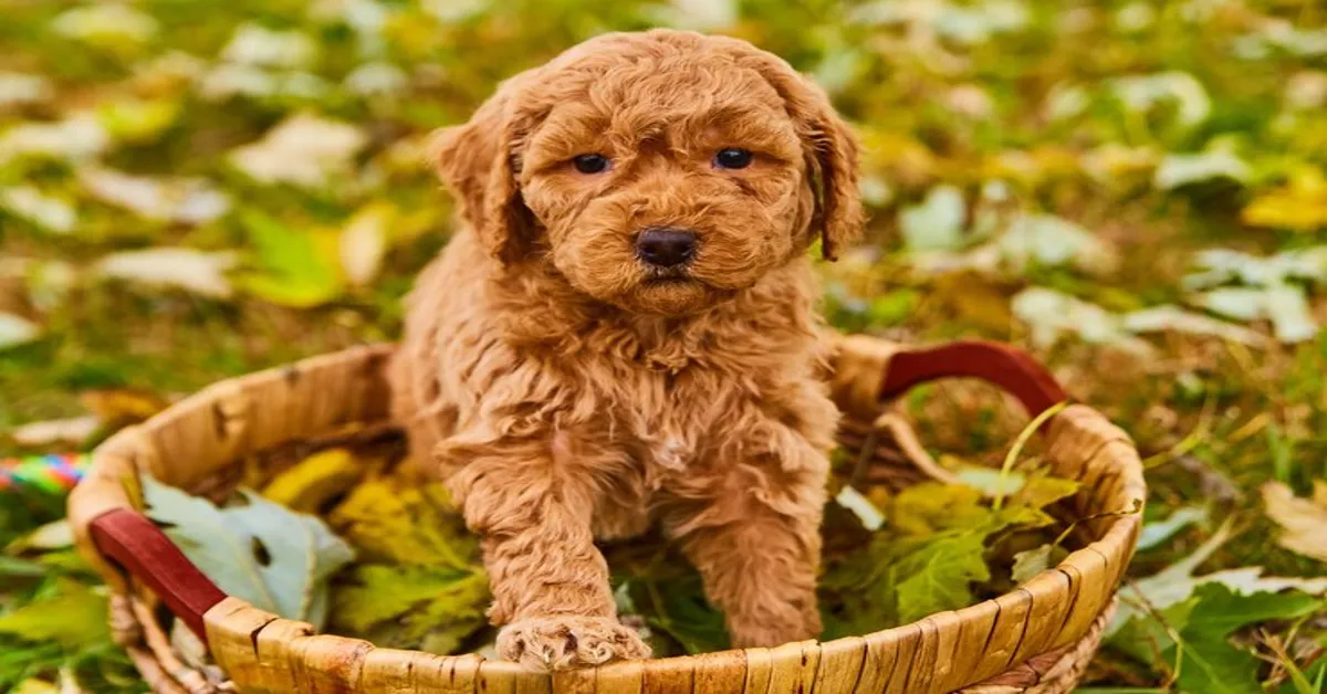 Cavapoo Puppies