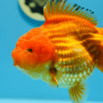 yuan fish