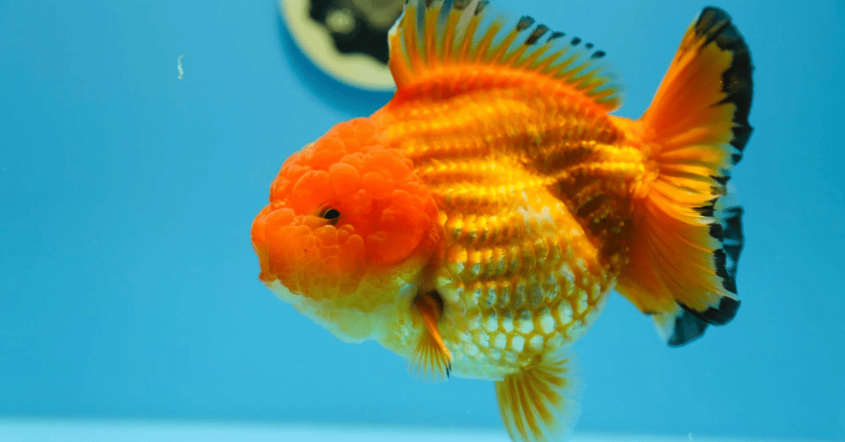 yuan fish