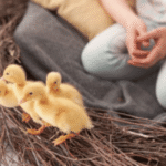 chick spring