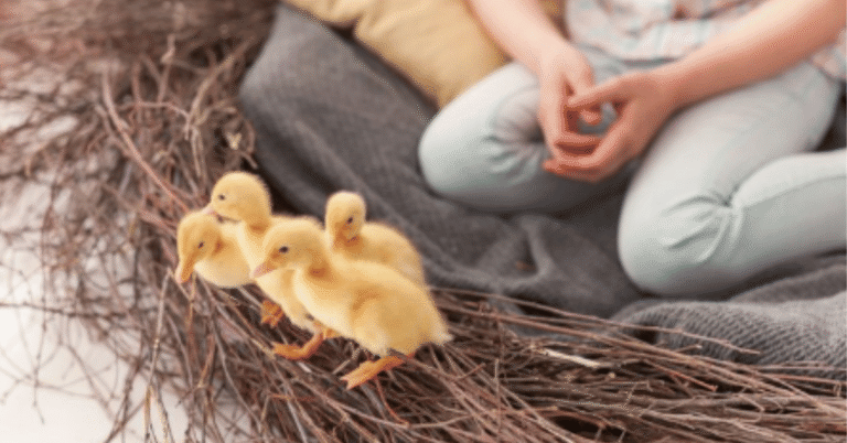 chick spring