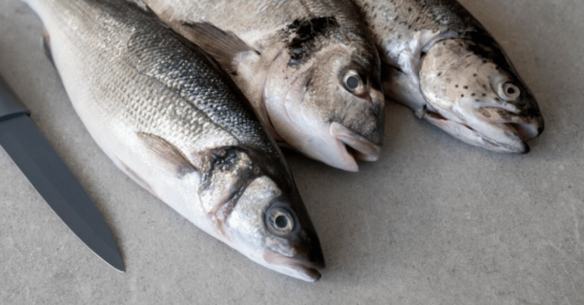 big seer fish