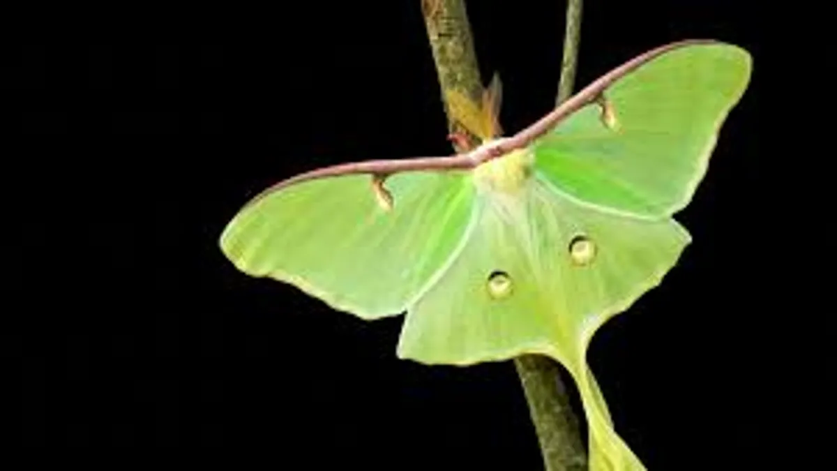 Luna Moth