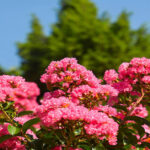 Crepe Myrtle