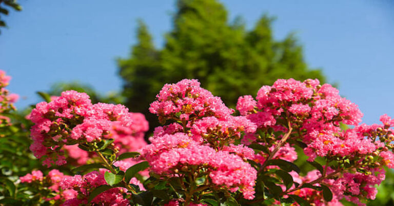 Crepe Myrtle